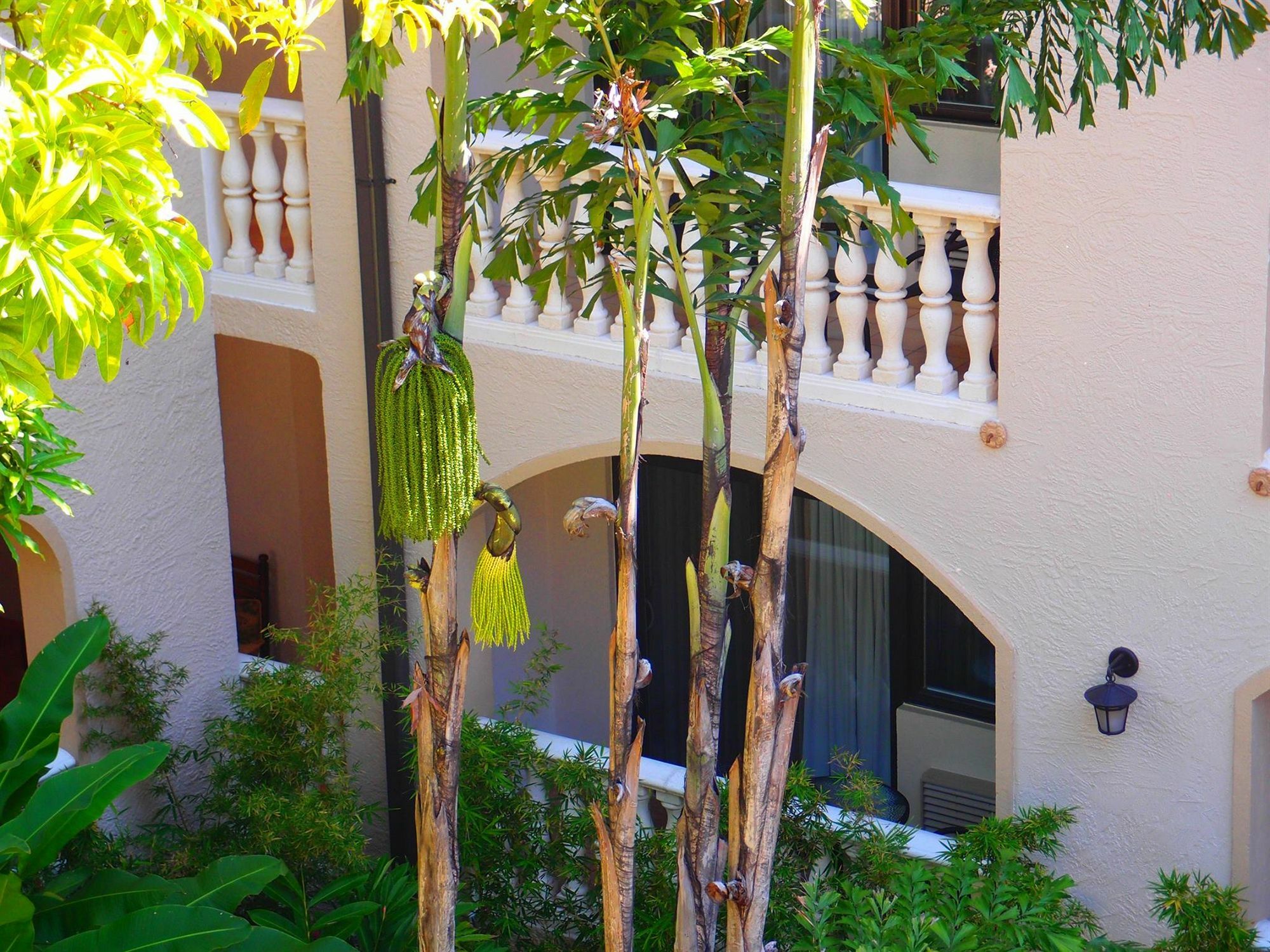 Hotel Villa Therese ポルトープランス エクステリア 写真